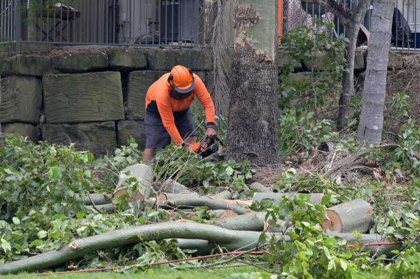 Best Hazardous Tree Removal  in District Heights, MD